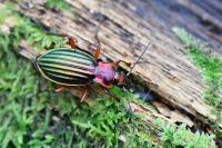 Carabus auronitens