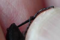 Abax parallelepipedus