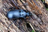 Abax parallelepipedus
