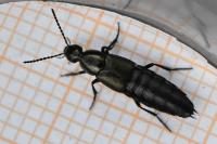 Philonthus