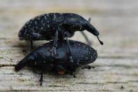 Larinus turbinatus