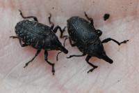 Larinus turbinatus