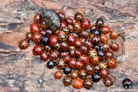 Harmonia axyridis