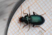 Leistus spinibarbis