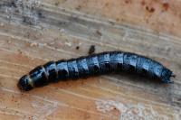 Stenagostus rhombeus