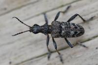 Rhagium inquisitor
