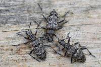 Rhagium inquisitor