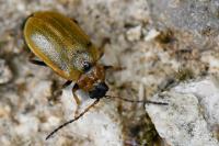 Lochmaea capreae