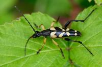 Rutpela maculata