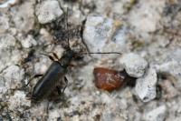 Grammoptera ruficornis