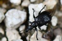 Deporaus betulae