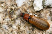 Denticollis linearis