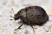 Byrrhus