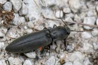 Agriotes pilosellus
