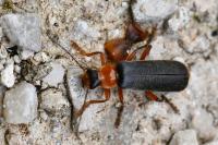 Cantharis pellucida