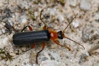 Cantharis pellucida
