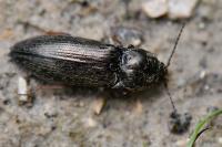 Paraphotistus nigricornis