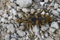 Rhagium sycophanta