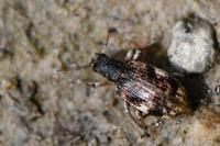 Polydrusus sparsus