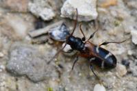 Poecilium alni