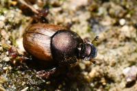 Onthophagus coenobita