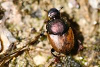 Onthophagus coenobita