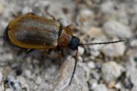 Lochmaea capreae