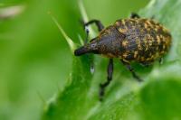 Larinus turbinatus
