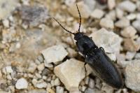 Hemicrepidius hirtus