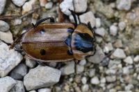 Dendroxena quadrimaculata