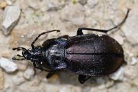 Carabus nemoralis