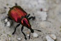 Byctiscus populi