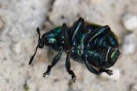 Byctiscus populi