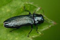 Agrilus cyanescens