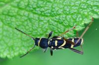 Clytus arietis