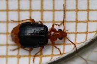 Lebia marginata