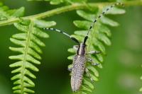 Agapanthia villosoviridescens