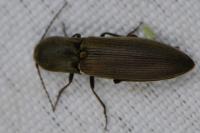 Agriotes pilosellus