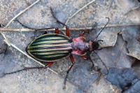 Carabus auronitens