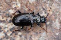 Loricera pilicornis