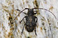 Mesosa nebulosa
