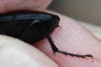 Abax parallelepipedus