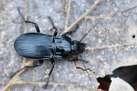 Abax parallelepipedus