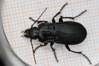 Abax parallelepipedus