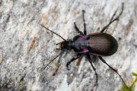 Carabus nemoralis