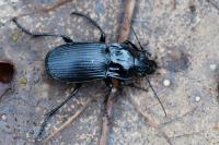 Abax parallelepipedus