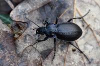Carabus nemoralis