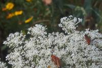 Rhagonycha fulva