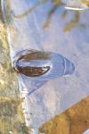 Dytiscus