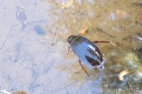 Dytiscus